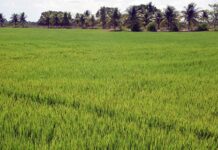 Iran reforça pedido de rizicultores do Baixo São Francisco por apoio do governo