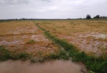 Iran manifesta solidariedade e cobra políticas públicas para rizicultores do Baixo São Francisco