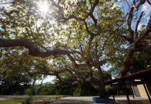 Projeto de Lei que declara o Cajueiro como a árvore símbolo do município de Aracaju é aprovado