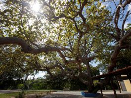 Projeto de Lei que declara o Cajueiro como a árvore símbolo do município de Aracaju é aprovado