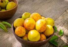 Projeto que inclui a mangaba no cardápio da alimentação escolar da rede pública de Aracaju é aprovado