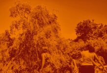 Assine a petição em defesa do território das catadoras e dos catadores de mangaba da Barra dos Coqueiros