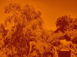 Assine a petição em defesa do território das catadoras e dos catadores de mangaba da Barra dos Coqueiros